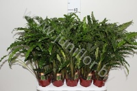 Калатея Calathea Blue Grass