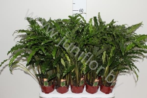 Калатея Calathea Blue Grass