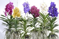 Ванда Orchidee Vanda XL Gemengd