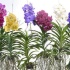 Ванда Orchidee Vanda XL Gemengd Ванда Orchidee Vanda XL Gemengd