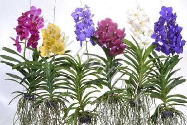 Ванда Orchidee Vanda XL Gemengd