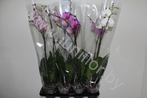 Фаленопсис Phalaenopsis Hybride Vertakt cites