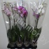Фаленопсис Phalaenopsis Hybride Vertakt cites
