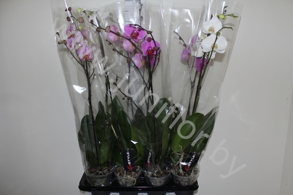 Фаленопсис Phalaenopsis Hybride Vertakt cites