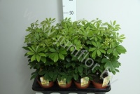 Шеффлера Schefflera Nora