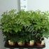 Шеффлера Schefflera Nora Шеффлера Schefflera Nora