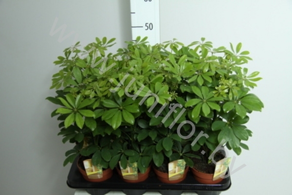 Шеффлера Schefflera Nora