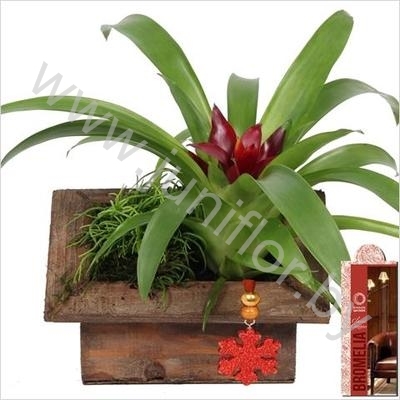 Бромелия Brom. Arr. Cuba Libre 016+Hanger