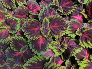 Колеус Coleus Kong Red