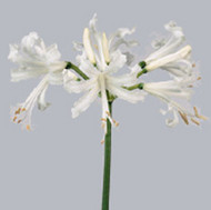 Нерине Nerine Bowdeni Biancaneve