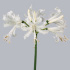 Nerine_Bowdeni_Biancaneve.jpg Нерине Nerine Bowdeni Biancaneve