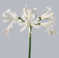 Нерине Nerine Bowdeni Biancaneve