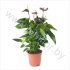 Антуриум Summer Choco Антуриум Summer Choco
