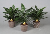 Аглаонема  Maria In Carmapot