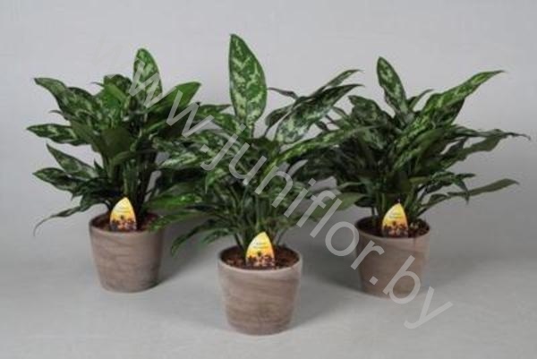 Аглаонема  Maria In Carmapot