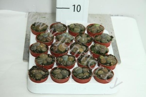 Литопс  cites (Living stones)