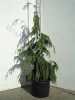 Кипарис Chamaecyparis Pendula