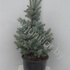 Ель Picea Koster
