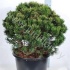 Ель Pinus Mugo Gnom Ель Pinus Mugo Gnom