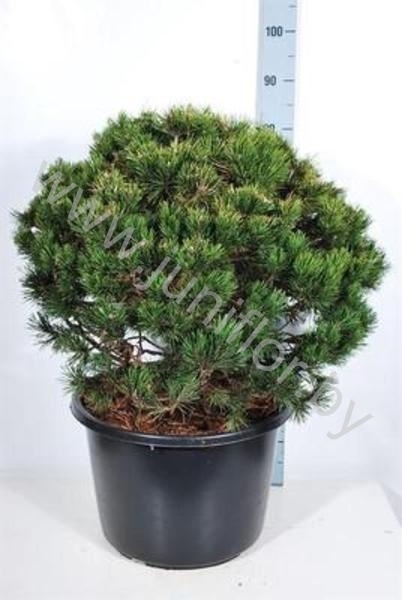 Ель  Pinus Mugo Gnom