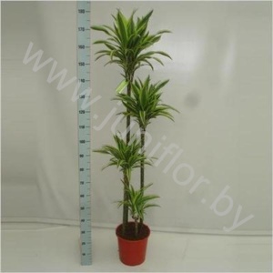 Драцена Dracaena Lemon Lime 120-90-60-30