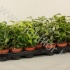 Фикус Ficus Bush Mix Фикус Ficus Bush Mix