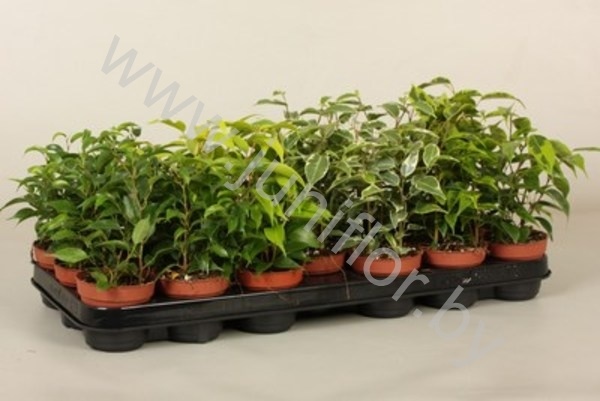 Фикус Ficus Bush Mix