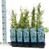 Черника Vaccinium Jersey Черника Vaccinium Jersey