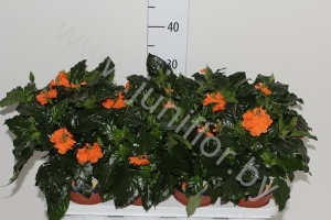 Кроссандра Crossandra Fortuna