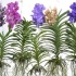 Ванда Orchidee Vanda XXL Gemengd Ванда Orchidee Vanda XXL Gemengd