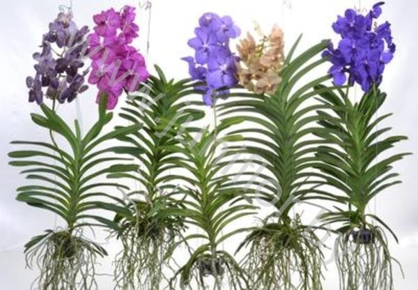 Ванда Orchidee Vanda XXL Gemengd