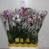 Фаленопсис Phal Mix Branched Super Concorde Фаленопсис Phal Mix Branched Super Concorde