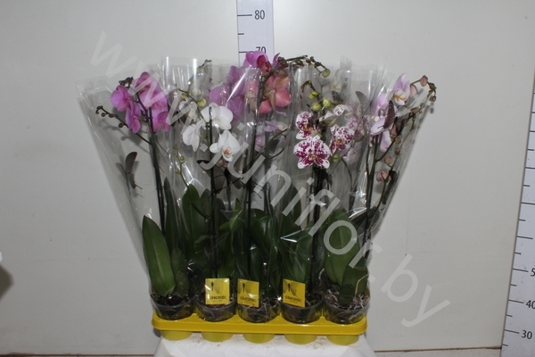 Фаленопсис Phal Mix Branched Super Concorde