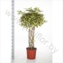 Шеффлера Schefflera Trinette Koker Шеффлера Schefflera Trinette Koker