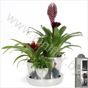 Бромелия Bromelia Arr. Plateau Beau Zilver+Hanger