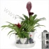 Бромелия Bromelia Arr. Plateau Beau Zilver+Hanger