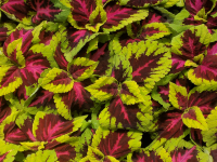 Колеус Coleus Kong Rose