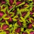 Колеус Coleus Kong Rose Колеус Coleus Kong Rose