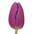 Purple_Flag.jpg Тюльпан Purple Flag