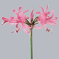 Нерине Nerine Pink