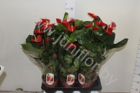 Антуриум Alabama