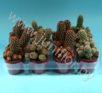 Маммиллярия Elongata