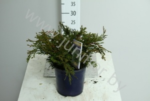 Кипарис Chamaecyparis Pygmaea