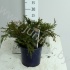 Кипарис Chamaecyparis Pygmaea