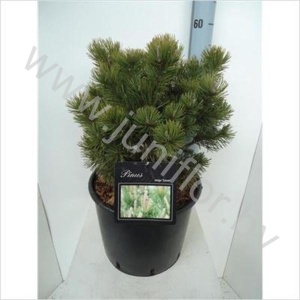 Ель Pinus Mugo Gnom