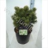 Ель Pinus Mugo Gnom