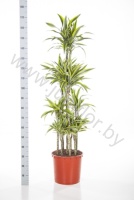 Драцена Dracaena Lemon Lime Carrousel