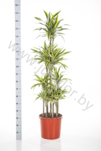 Драцена Dracaena Lemon Lime Carrousel