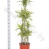 Драцена Dracaena Lemon Lime Carrousel Драцена Dracaena Lemon Lime Carrousel
