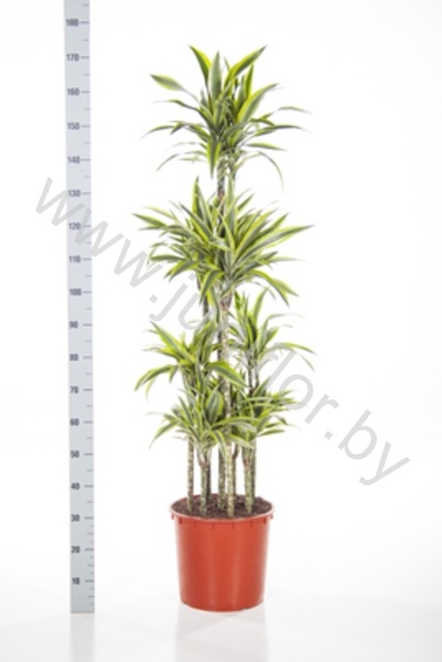 Драцена Dracaena Lemon Lime Carrousel